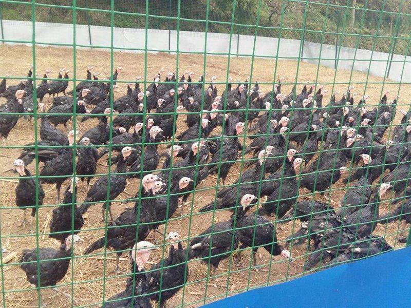 養(yǎng)殖護(hù)欄網(wǎng) 養(yǎng)殖護(hù)欄網(wǎng)